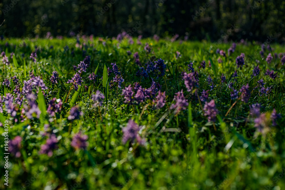 Obraz premium Green Spring Landscapes of Moldova: Nature, Sun, and Scenic Routes