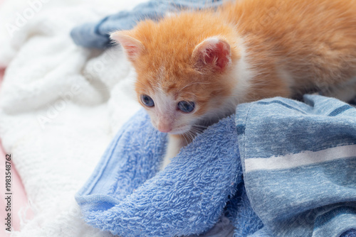 Um gatinho laranja e branco, de olhos azuis, deitado sobre uma toalha azul.