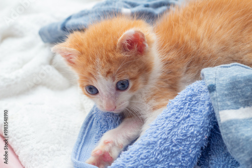 Um gatinho laranja e branco, de olhos azuis, deitado sobre uma toalha azul.