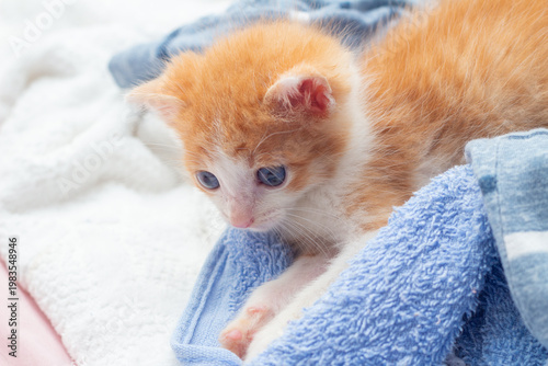 Um gatinho laranja e branco, de olhos azuis, deitado sobre uma toalha azul.