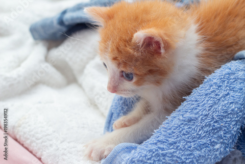 Um gatinho laranja e branco, de olhos azuis, deitado sobre uma toalha azul.