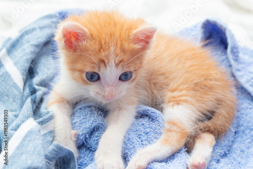 Gatinho fofo laranja e branco com olhos azuis em uma toalha azul.