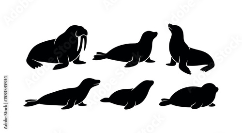 walrus large tusks profile, seal lying body flippers, sea lion upright pose, leopard seal long head shape, harp seal small rounded