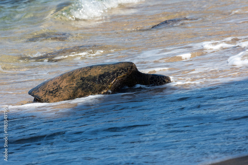 Green seat turtle coming on shore in Maui