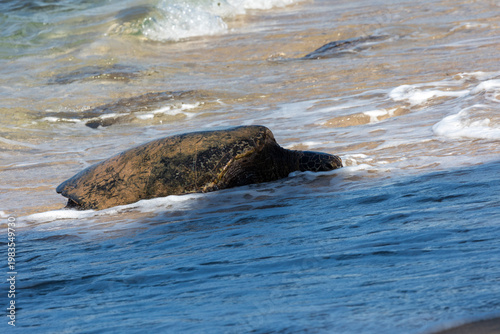 Green seat turtle coming on shore in Maui