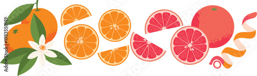 Fresh citrus fruits vector illustration featuring orange grapefruit slices leaves and peel elements juicy food collection isolated design