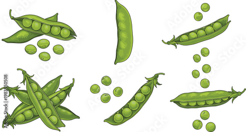 Illustrations of Green Pea Pods with Fresh Peas for Organic, Healthy Food, and Agricultural Design Themes
