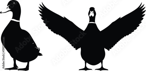 Black duck silhouettes in dynamic standing and flying postures isolated on white background for wildlife vector illustration design