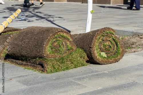 Rolled grass sod placed on city sidewalk near newly planted young tree during urban landscaping work.