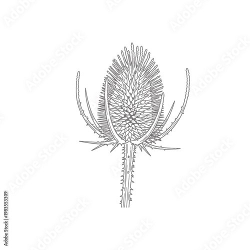 Hand Drawn Teasel Botanical Illustration Line Art Sketch