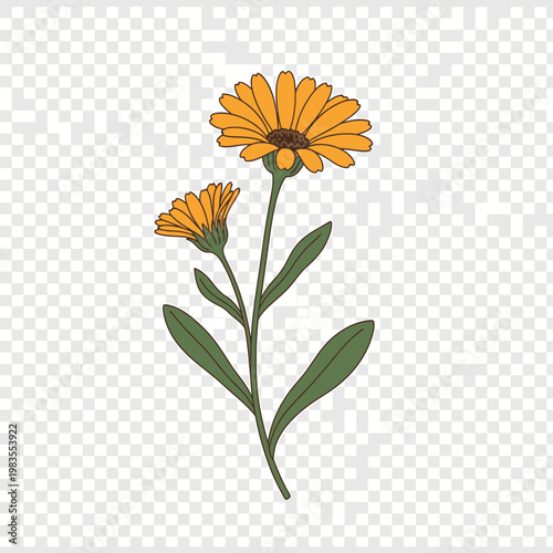 Hand Drawn Calendula Officinalis Marigold Flower Vector Illustration