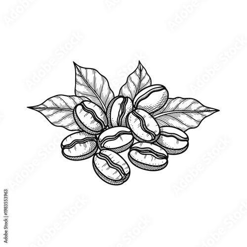 Vintage Hand Drawn Coffee Beans with Leaves Illustration