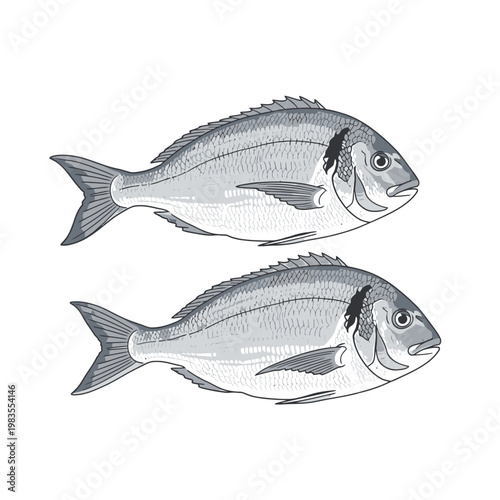Two Sea Bream Fish Vector Illustration Isolated on White