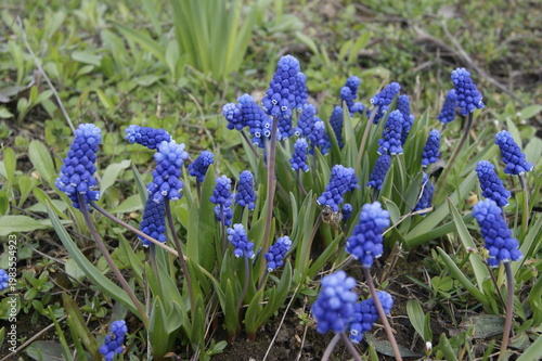 Blooming muscari flowers with bee closeup spring garden pollination scene