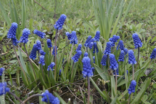 Spring muscari flowers with bee closeup natural floral background