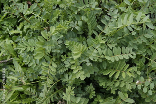 Closeup of dense green leaves foliage texture natural plant background ideal for botanical and eco design