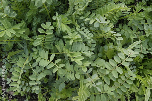 Green foliage texture natural leaves background dense plant pattern