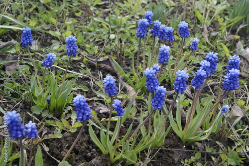 Purple blue muscari flowers growing in soil natural spring garden scene