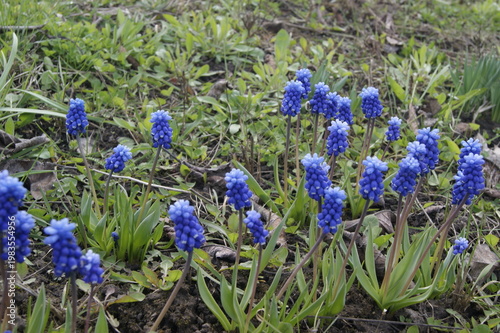 Blooming blue muscari grape hyacinth flowers growing in garden soil with green leaves natural spring outdoor floral scene