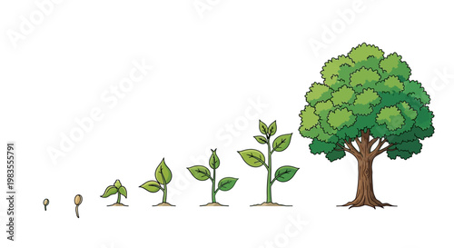 Tree growth stages from seed sprout.