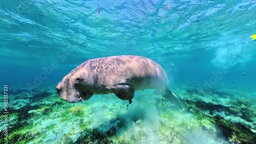 Dugong foraging for seagrass on the shallow ocean floor in the tropical clear blue waters of Calauit Game Preserve and Wildlife Sanctuary in Busuanga, Palawan, Philippines