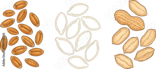 Various Seed Illustrations Including Peanuts, Pumpkin Seeds, and Sunflower Seeds for Organic, Healthy Food, and Natural Design Projects