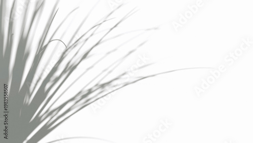 Abstract shadow lemongrass bush on wind background, 3d rendering. Shadows reflection of swaying blurred lemon grass backdrop. Grey shadiness texture of playing tropical tree template.