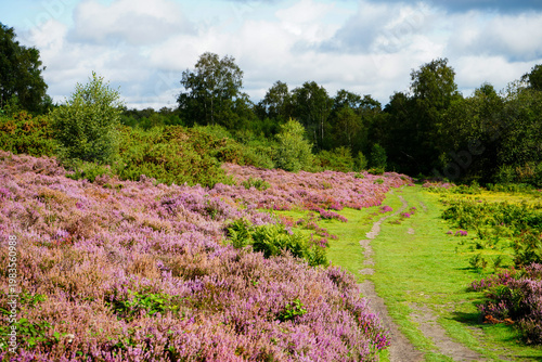 Countryside view of heather in bloom 