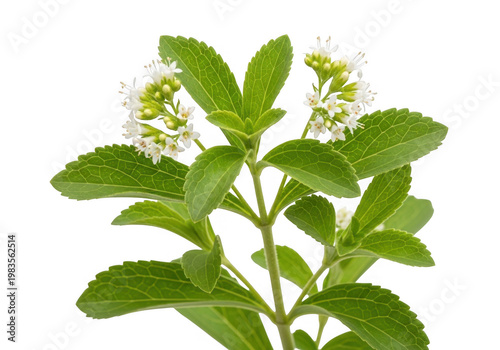 Stevia rebaudiana plant with green leaves and small white flowers isolated on transparent background for natural sweetener ingredient concept