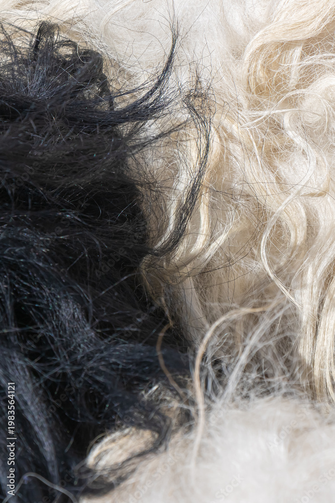 Obraz premium Black and white wool fiber texture close up contrasting natural fleece strands abstract textile background
