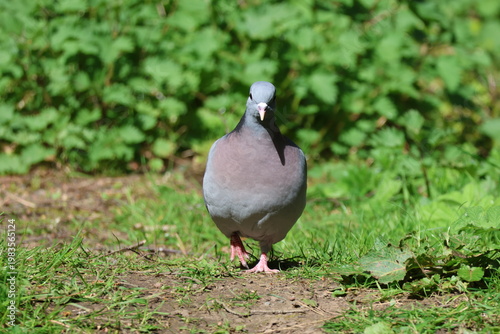 the beautifully coloured stock dove (Columba oenas)