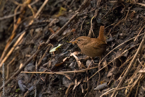 Aufnahme von einem zaunkönig beim Sammeln von Nistmaterial in seinem Habitat.