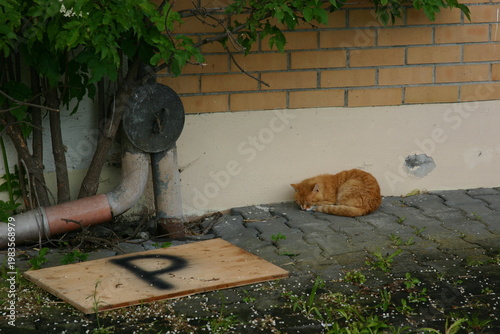 Aufnahme einer Katze, welche vor einer Wand schläft, mit einem Parkenschild auf dem Boden.