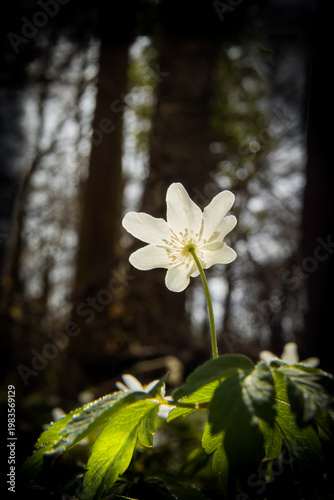 Aufnahme eines Buschwindröschens im Sonnenlicht.