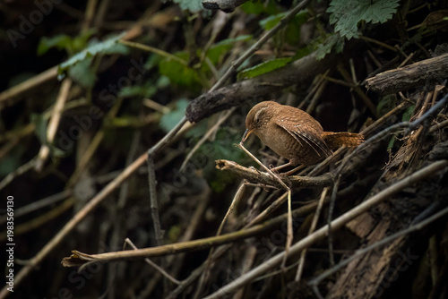 Aufnahme von einem zaunkönig beim Sammeln von Nistmaterial in seinem Habitat.
