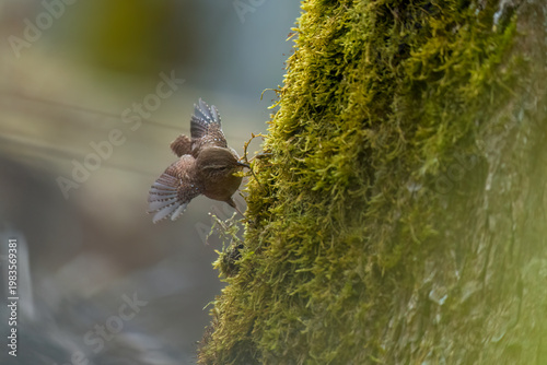 Aufnahme eines Zaunkönigs bei der Suche nach Material zum Nestbau.