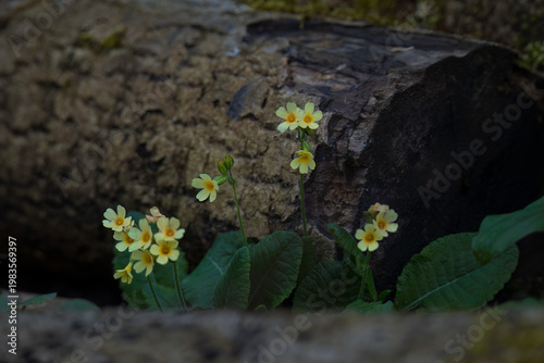 Aufnahme von Frühblühern, den Schlüsselblumen, vor einem Baumstamm.