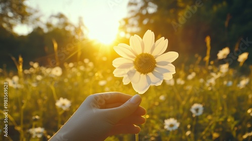 Person holding a daisy flower in a field sunny day