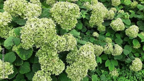 Large caps of hydrangea flowers macro. Hydrangea bush on a mobile phone