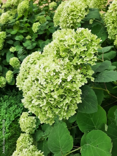 Large caps of hydrangea flowers macro. Hydrangea bush on a mobile phone
