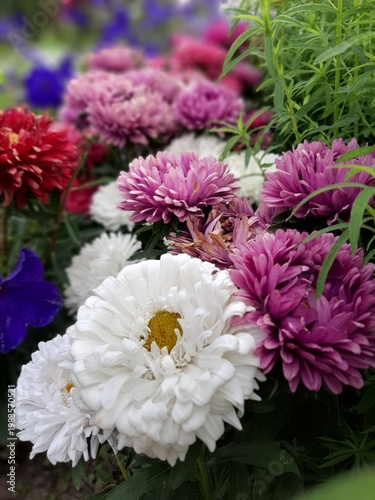 White, purple, pink asters in a flowerbed