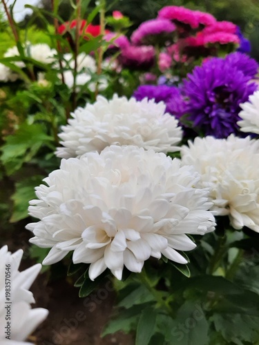White, purple, pink asters in a flowerbed