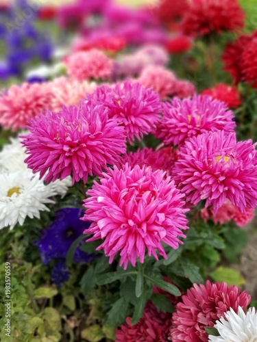 Asthas of different colors in a flowerbed. Pink flowers in the foreground. Garden flowers filmed on the phone
