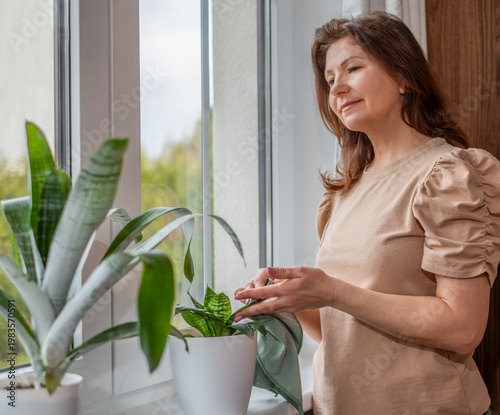 Snake plant and silver vase bromeliad care, woman cleaning leaves of Dracaena trifasciata and Aechmea fasciata houseplants, indoor plant maintenance with copy space