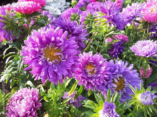 Lilac asters in a flowerbed on a sunny day. Garden flowers filmed on the phone