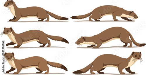 Weasel animal character vector set showing different poses walking running sneaking wildlife mammal illustration collection isolated