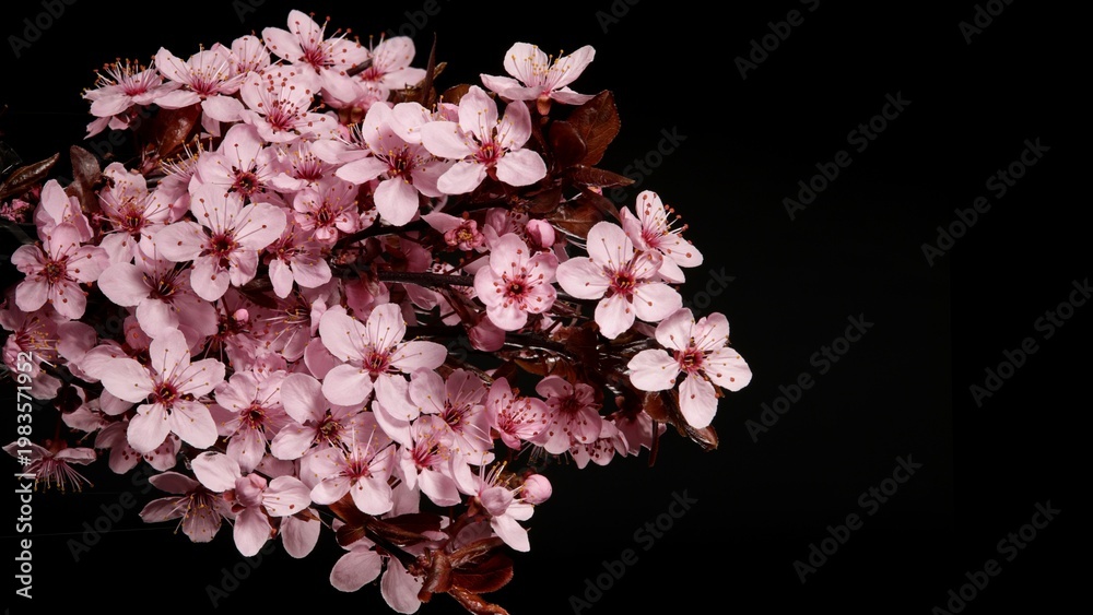 Obraz premium Close-up of a flowering ornamental cherry tree isolated on black background