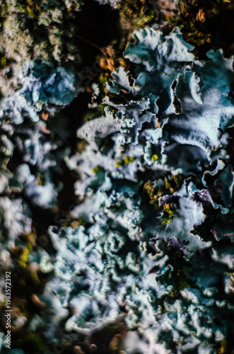 A blue wild moss with curly relief