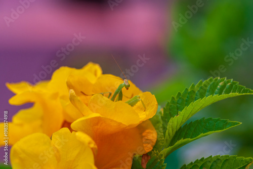 Macro shot of a green praying mantis sitting on a bright yellow flower with a soft purple and green background.