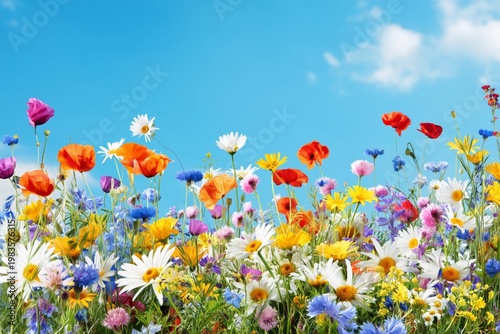 Colorful Wildflower Field With Various Blooms Under Blue Sky During Daytime i...